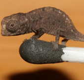 10 most viewed scientific photos in 2012