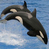10 newly discovered animals