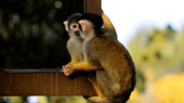 10 points monkey species are identical to humans
