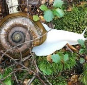 10 rare albino species