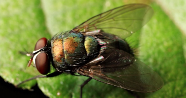 10 simple ways to get flies out of the house