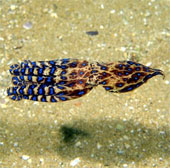 10 small but extremely dangerous animals