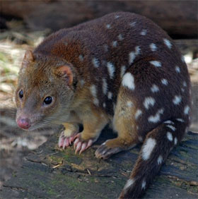 10 species of animals with strange mating behavior in the world