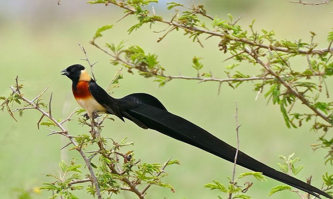 10 species of birds have beautiful long tail feathers