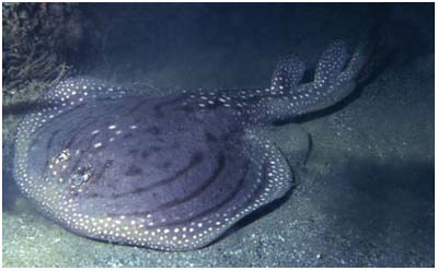 10 species of new creatures typical in the world