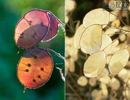 10 species of strange plants in the world