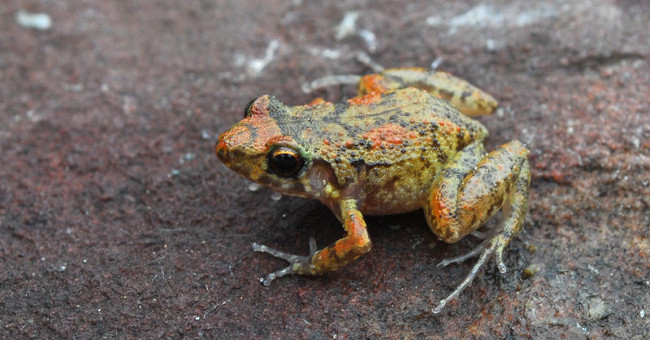 10 strange and unbelievable facts about animals you may not know