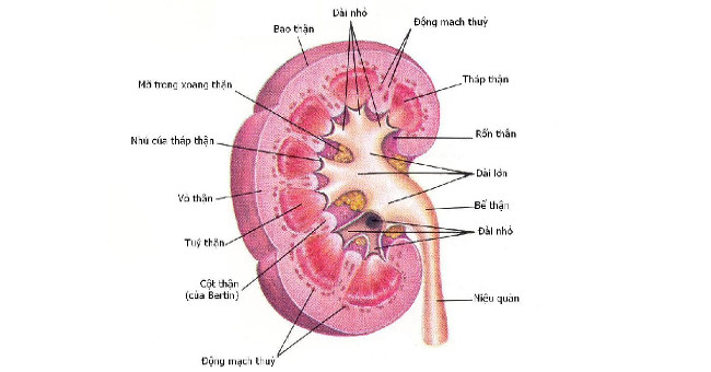 10 symptoms of kidney failure