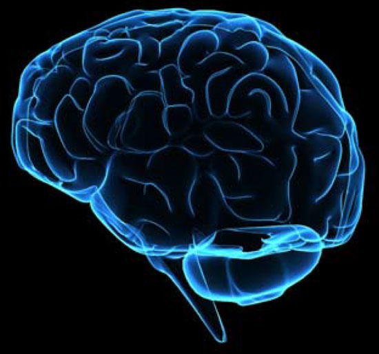 10 things 'interesting but wrong' about the human brain