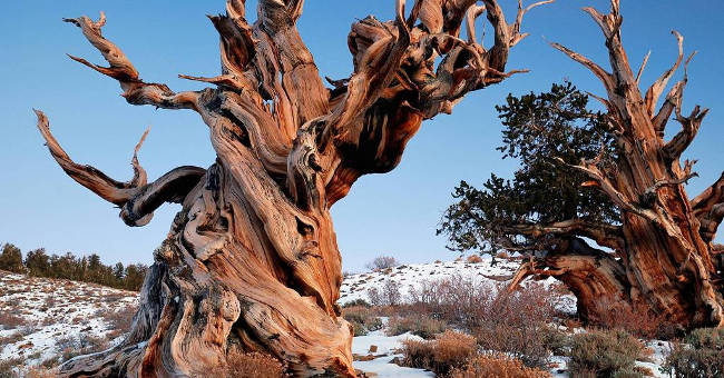 10 trees have a longer life expectancy than human civilization