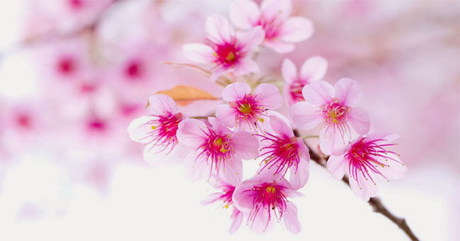 10 types of flowers often plugged in the family of the North of New Year
