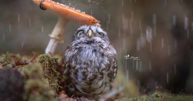 100 beautiful, unbelievable photos, never before photoshop (part 3)