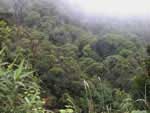 100 hectares of forest destroyed, commune leaders