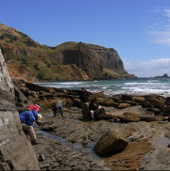 100 million year old fossil forest