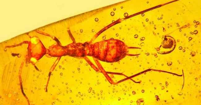 100 million-year insect fossils resemble alien creatures