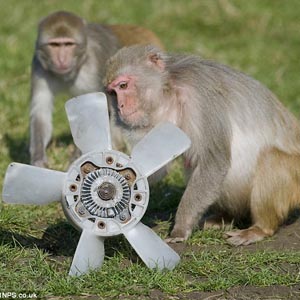100 monkeys are given cars