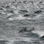 100,000 dolphins gather mysteriously on the US coast