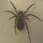 10,000km adventure of pregnant wolf spider