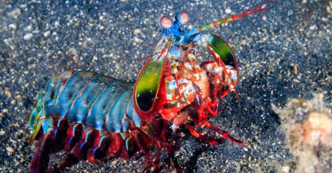 10cm long and living in the ocean, this creature can change the world