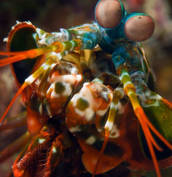 10cm shrimp pushes 90kg heavy objects