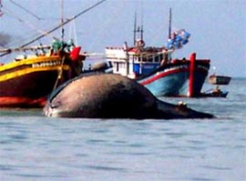 10-ton whales drifted into Con Co island sea