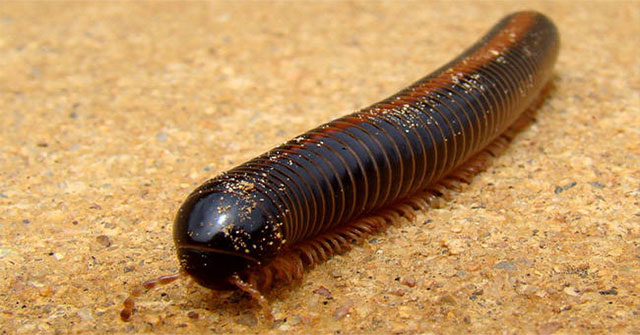 11 animals make people afraid but very gentle