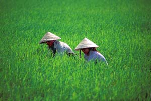 11 billion VND for biotechnology applications in agriculture