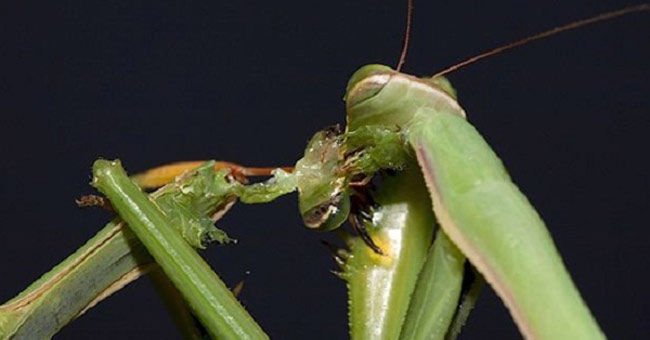 11 most terrifying cannibalistic animals