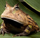 11 strange frogs and frogs: Vietnam has 2 representatives