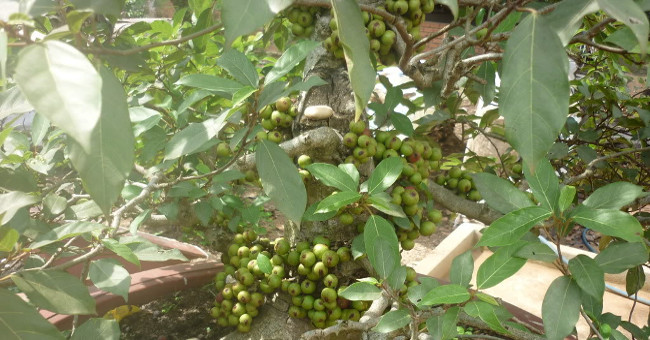 12 kinds of ornamental plants bring fortune to the house on Tet holiday