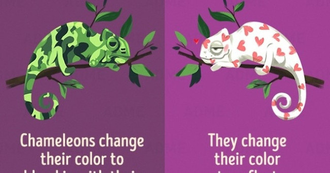 12 misconceptions about animals