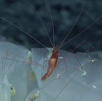 12 new species of 'strange' creatures have been discovered in the deep sea