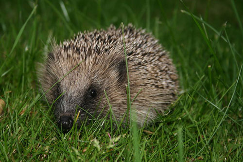 12 wild animals in survival competition