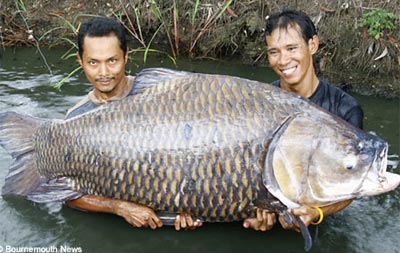 120 kg carp fishing