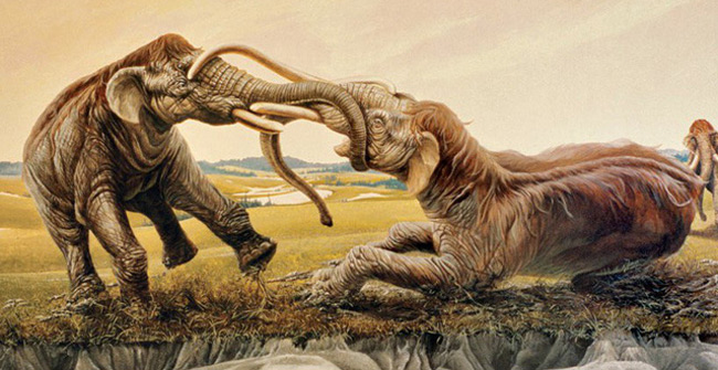12,000 years ago, two fighting mammoths came to wrap their tusks together, then died of starvation