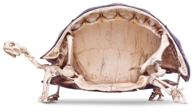 13 facts about turtles that few people know about