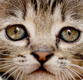 13 interesting things about cat whiskers