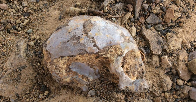 13 million year fossils of human ancestors