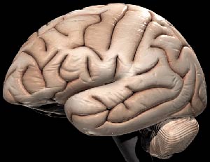 13% of adult brains are abnormal