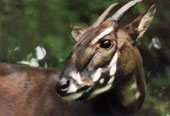 1/3 of extinct mammals are rediscovered