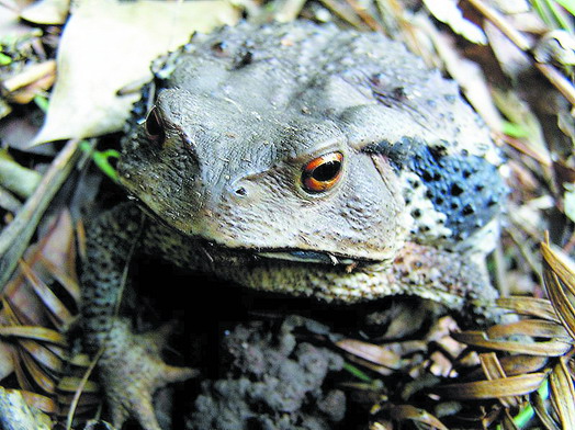 1/3 of the world's amphibians are at risk of extinction