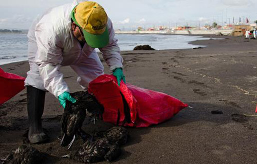 1,300 mysterious dead birds in Chile
