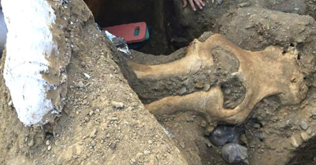 13,000-year-old mammoth skull in the United States