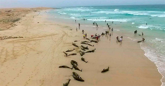 136 dolphin trapped, dead carpet on the West African coast of unknown cause
