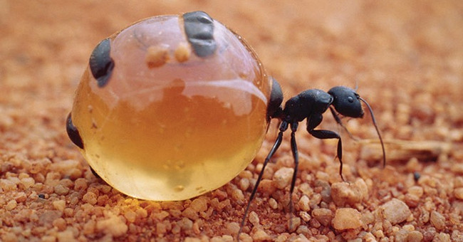 14 recorders in the insect world