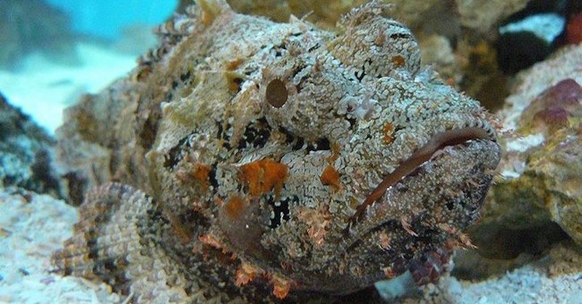 14 scary animals you may encounter in Australia
