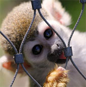 15 cute animals but you have to stay away