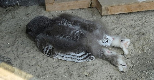 15 interesting facts about animals are not included in textbooks