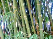 15 items of medicine from bamboo