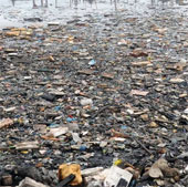 1.5 million animals on the ocean die from plastic junk every year